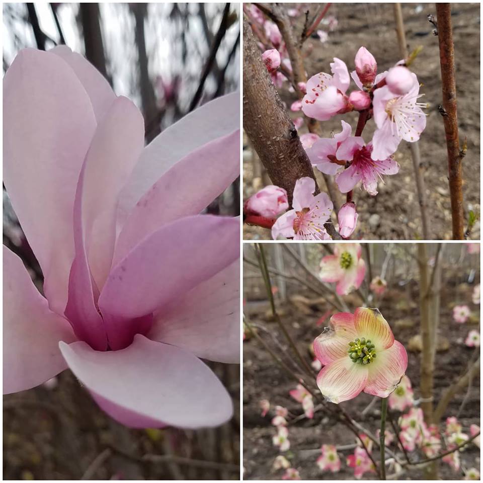 Bigelow Nursery And Garden Center Massachusetts Spring Is In The Air Garden Center